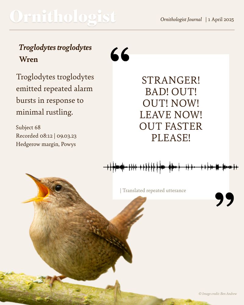 A tiny Wren flares its wings, frozen mid-call. It looks furious for something so small. The translated outburst: 

“STRANGER! BAD! OUT! OUT! NOW! LEAVE NOW! OUT FASTER. PLEASE!” 