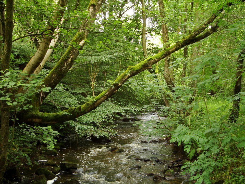 A clear stream winds through lush, green woodland, flanked by mossy tree trunks and overhanging branches. The kind of precious habitat that could be lost without strong environmental protections.