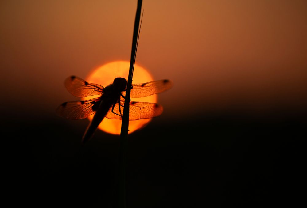 A Four-spotted Chaser dragonfly clings to a stem, silhouetted against a glowing orange sun. Its fragile wings illuminate in the heat-haze of sunset: a striking image of nature’s beauty, and its vulnerability in the face of a changing climate and ongoing wildlife loss.