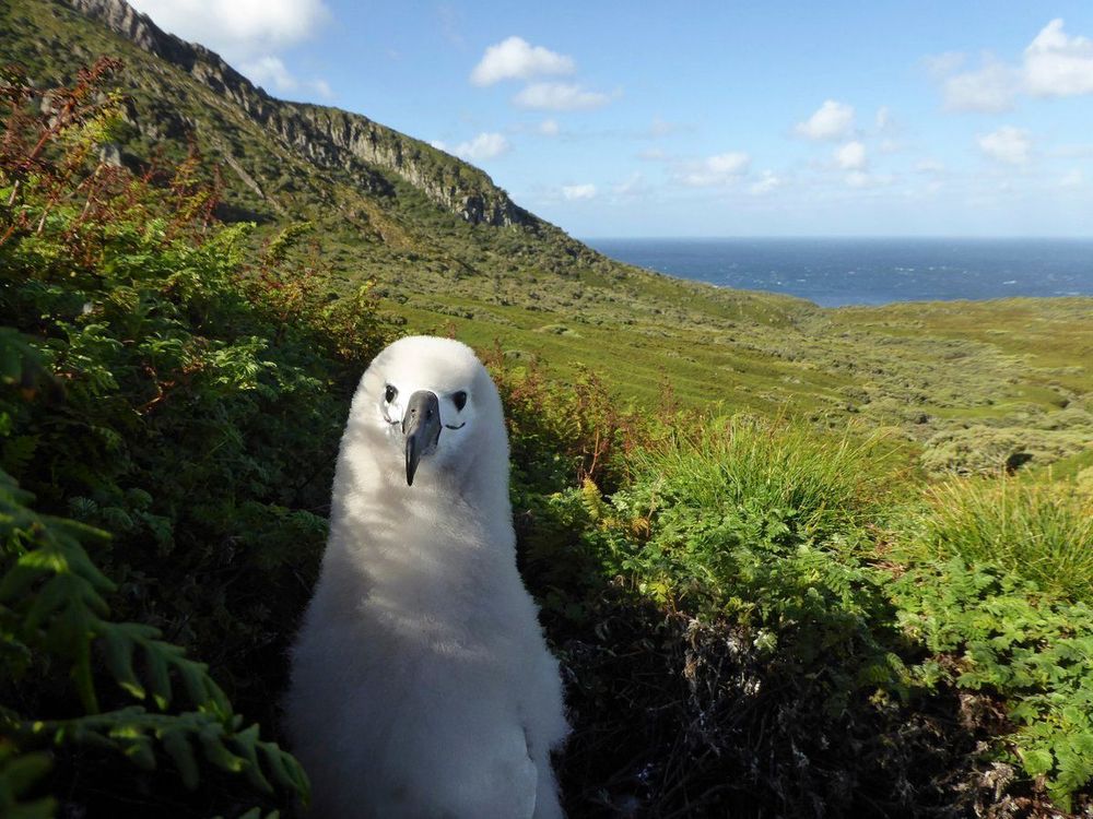 A curious Yellow-nosed Albatross chick standing amidst green vegetation with a scenic view of mountain slopes and the ocean in the background, under a bright, partly cloudy sky.