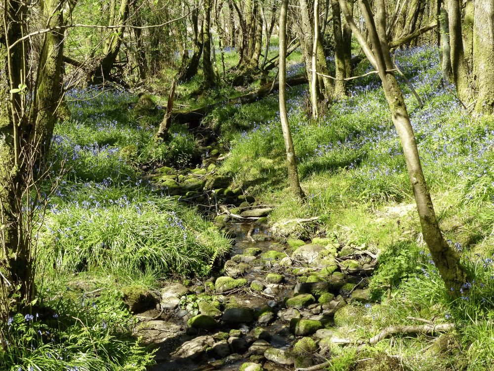 A peaceful patch of woodland, dappled with sunlight and green with spring growth, where a clear stream winds between the trees.