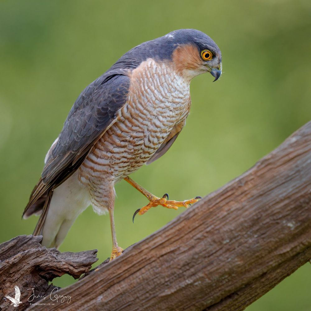 A Sparrowhawk pauses mid-stride along a branch, one talon lifted and head tilted down, its intense yellow eyes fixed on the ground…the very picture of someone trudging to work while internally rethinking every choice they’ve ever made.