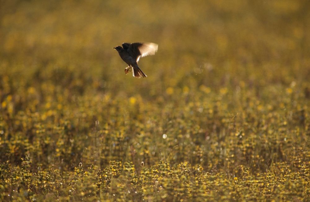 A Skylark hovers in a golden meadow, caught mid-song above a blur of yellow wildflowers.