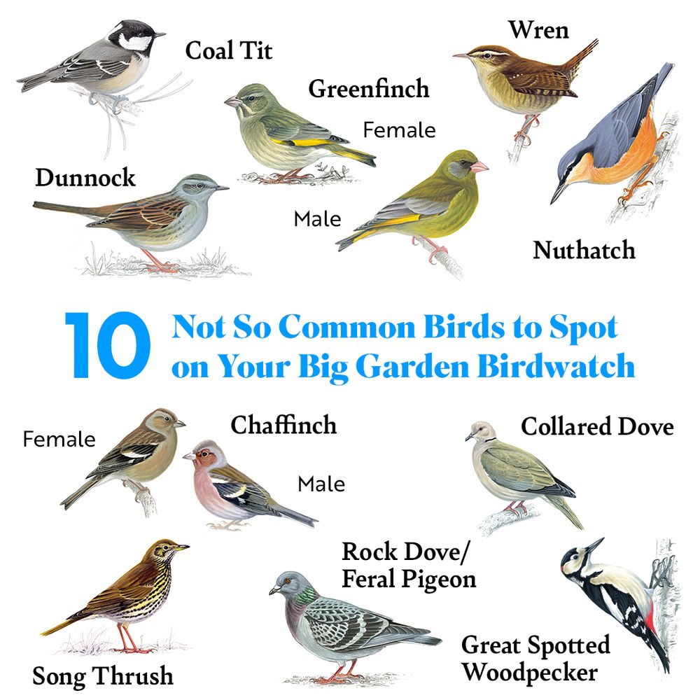 10 less common garden birds for the Big Garden Birdwatch. Coal Tit: Black cap, white cheeks. Wren: Brown, upright tail. Nuthatch: Blue-grey back, orange underside. Dunnock: Brown, grey tones. Song Thrush: Brown, speckled chest. Great Spotted Woodpecker: Black, white, red. Rock Dove: Grey, iridescent neck. Collared Dove: Pale beige, black collar. Chaffinch: Male pinkish, female brown. 