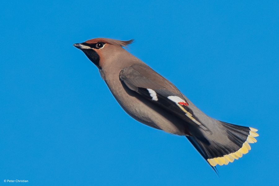 A Waxwing cuts through the crisp winter air, its wings tucked elegantly against its sleek body as it powers forward. The smooth chestnut-brown feathers shimmer softly, offset by a dramatic black mask and a delicate crest atop its head. Bold white wing bars and the vivid yellow tip of its tail glow against the bright blue sky, while a flash of crimson on its wings catches the eye like a brushstroke of colour. The bird’s motion feels effortless yet purposeful, as though launching itself joyfully into the weekend.