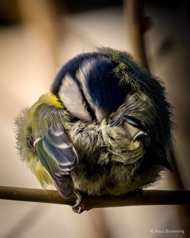 A Blue Tit is perched on a branch, fluffed up into a perfect little ball with its head tucked deep into its feathers, fully committed to ignoring the outside world. Its soft blue, yellow, and green plumage looks extra cosy, and its tiny claws cling to the branch as if refusing to face the day and determined not to budge...giving off strong “nope, not today” vibes.