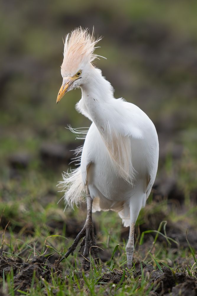 A Cattle Egret strides purposefully across muddy grass, feathers fluffed and windswept into a dramatic crest. With narrowed eyes and hunched shoulders, it looks like it’s facing Monday with strong opinions and zero preparation.