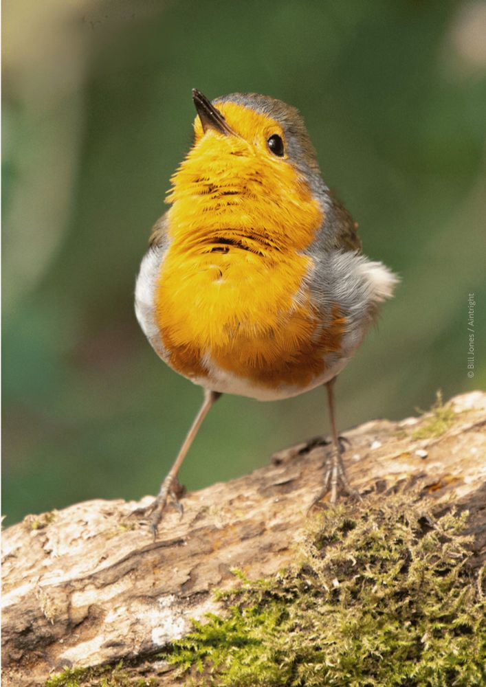 A bright, confident Robin stands atop a log, its chest puffed out in full display of its orange-red breast. The bird tilts its head slightly upwards, as if preparing to take on the world with determination. Its slender legs are planted firmly, giving it the appearance of striking a victorious power pose. The surrounding mossy log and blurred green background provide a natural stage, emphasising the robin’s bold stance.