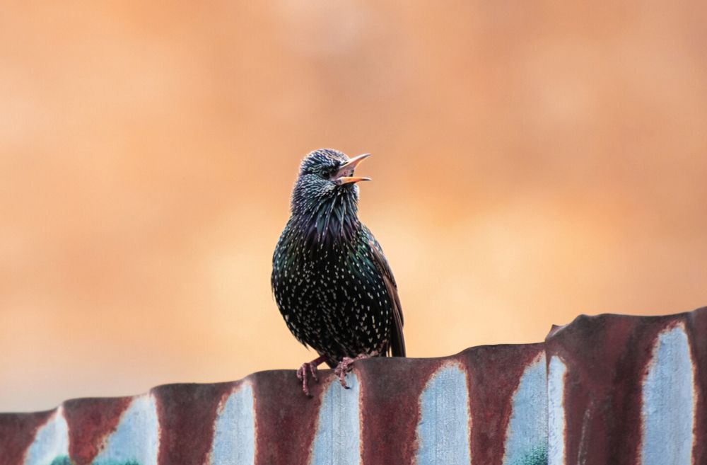 A European Starling perches on a sheet of rusted, corrugated metal, beak wide open in full cry. Its glossy, speckled plumage catches the light against a blurred, burnt-orange backdrop. The bird appears mid-shout - a wild, urgent alarm from nature. 