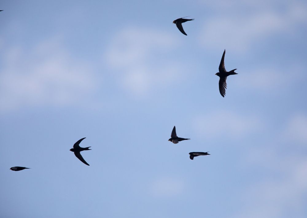 A small group of Swifts slice through a bright blue summer sky, wings arched.