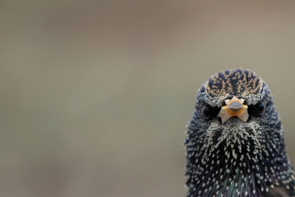 A close-up of a Starling with an unmistakable look of exasperation—its brow furrowed as if in deep annoyance, dark eyes fixed in a stare at the camera that says, "Really?" Its speckled plumage and slight shimmer of green and purple only add to its dramatic flair. 

This bird captures perfectly the 'are you serious?' moment of reading, "New password cannot be the same as old password."