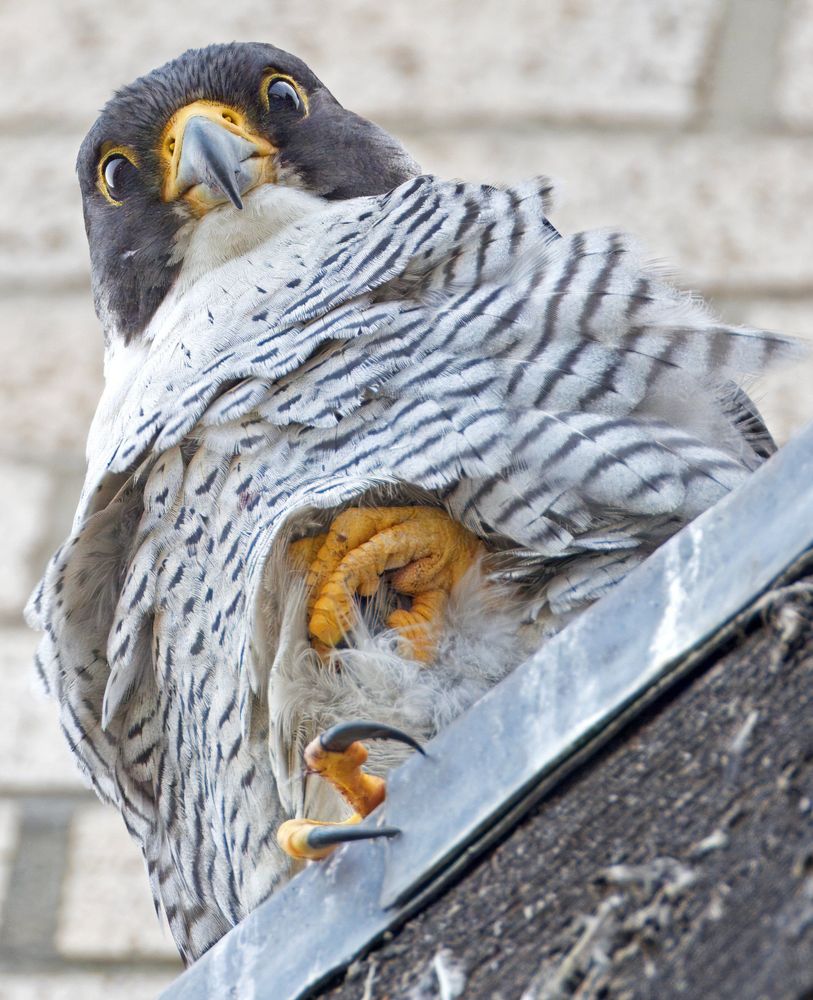 A Peregrine Falcon peeks out from under its wing with a wide-eyed, suspicious stare, feathers slightly ruffled. It looks both alarmed and unimpressed…like it’s just spotted Monday coming back for more.