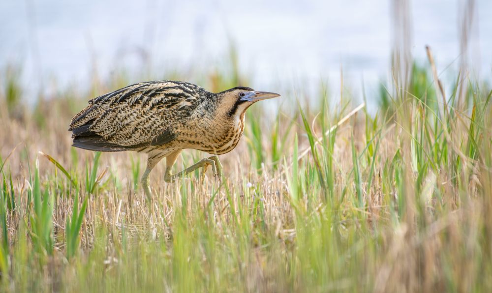 A Bittern tiptoes through tall marsh grass, perfectly camouflaged in mottled brown and tan plumage. Its long neck is stretched forward and its feet are mid-step, as if sneaking quietly past the camera. A master of stealth on a mission through the reeds.