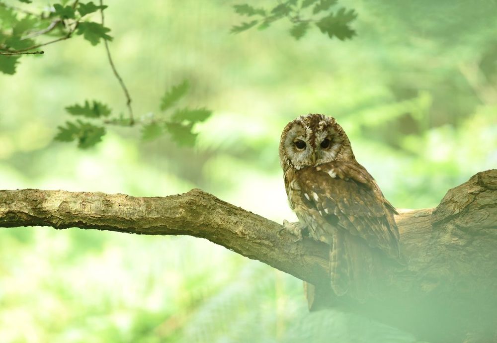 A Tawny Owl perched on a gnarled branch in a lush forest setting. The owl blends in with its surroundings, showcasing its natural camouflage. Its feathers are brown with white spots, and its deep, black eyes gaze into the distance. Sunlight filters through the leaves, creating a soft, dappled light across the scene.