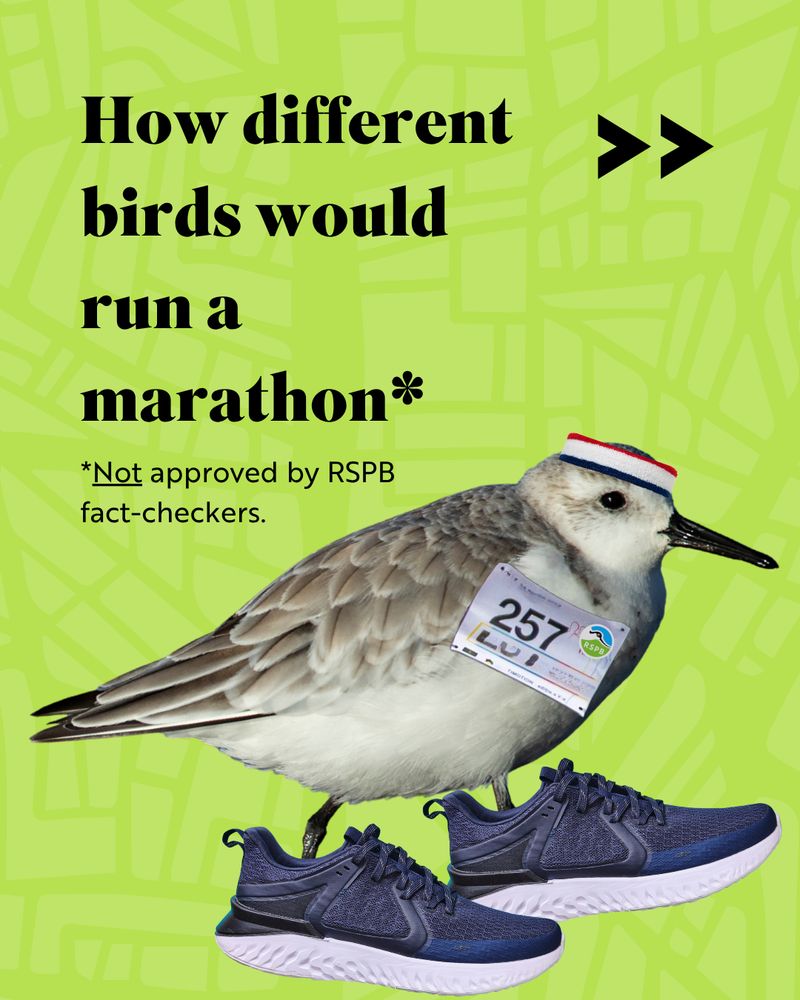 A small wader bird (Sanderling) is wearing a running number, blue trainers, and a headband. The background is a bright green street map design. The large text reads: “How different birds would run a marathon*” and underneath, in smaller type: “*Not approved by RSPB fact-checkers.” 