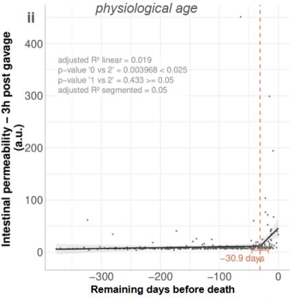 Intestinal permeability significantly increased 30 days prior to death in AKR/J females