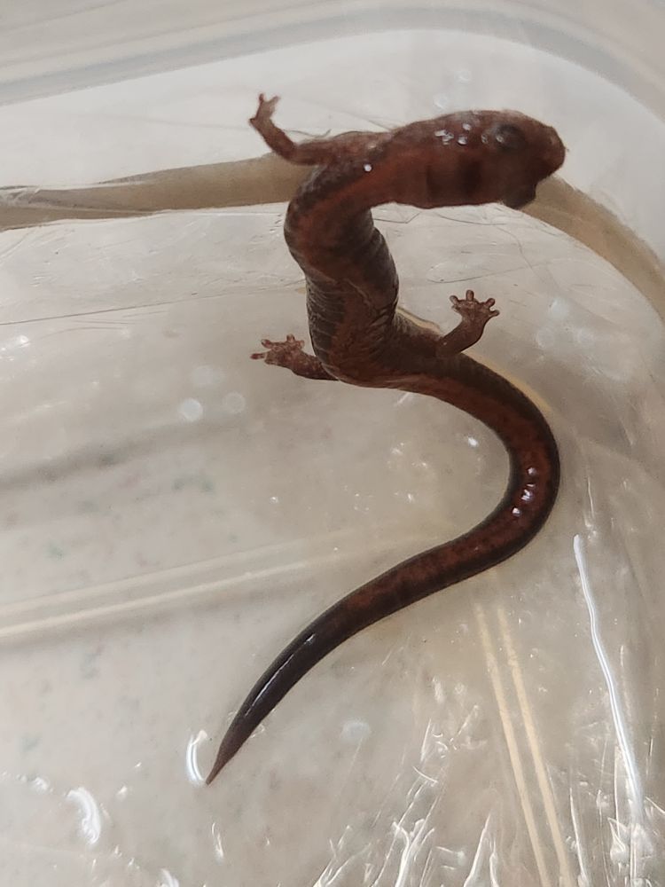 Little salamander climbing the wall of the container I put him in. Looks like he's ready to leave.
