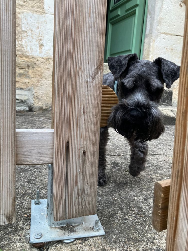 Black Miniature Schnauzer dog guarding an open gate