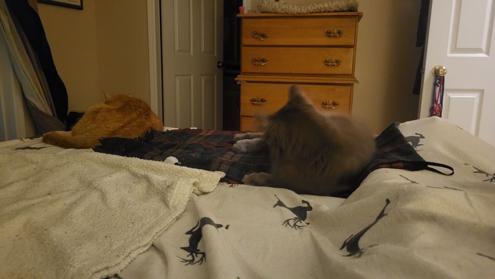 Shithead Cat (grey, fluffy, himbo) and Invader Kitty (orange, plump, grouchy) chilling on the foot of Ollie's bed.