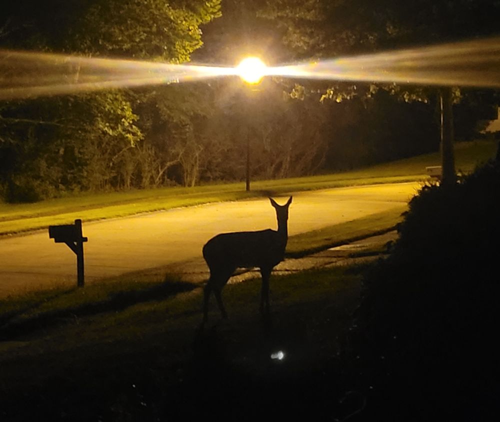 A photo of a doe. It is just a blackened, shadowed doe figure due to the street light behind her. The street lamp has 2 triangular beams of light coming out of either side. 