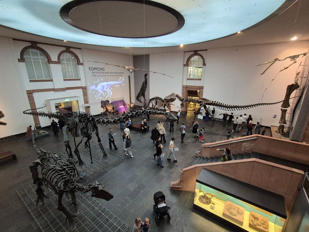 Fotografie přízemního sálu v Senckenbergmuseum s kostrami dinosaurů, jako jsou diplodocus, triceratops, T-Rex, stegosaurus atp.
