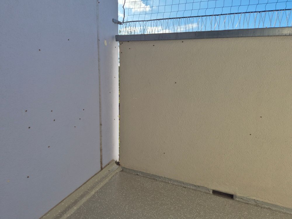 Fotografie stěny a betonového zábradlí balkónu, na kterých je velké množství berušek.