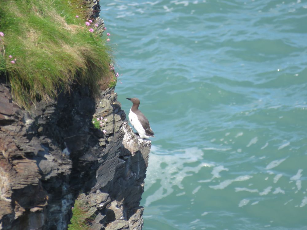 A common guillemot perched on a cliff, with the sea to the right. A tuft of pink thrift is in the top left :)