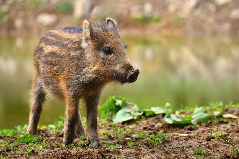 Consultations - Emmanuel macron reçoit actuellement " Pifou", le marcassin chef de file du parti animaliste