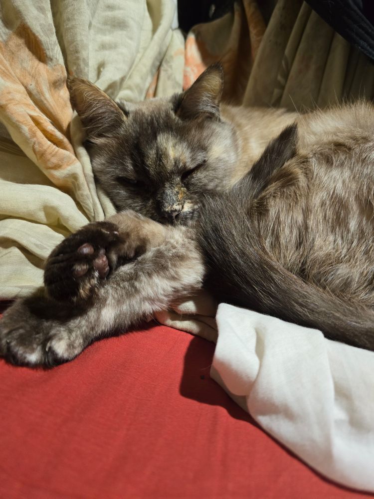 Gain, I don't know the proper words to describe her fur patterns, but she has white, beige, gray and the tiniest bit of orange on her face. She's peacefully sleeping on my- *AHEM* her chair.