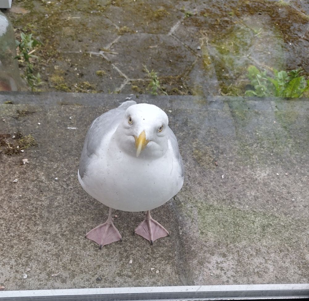Teaspoon the Seagull standing by the window.