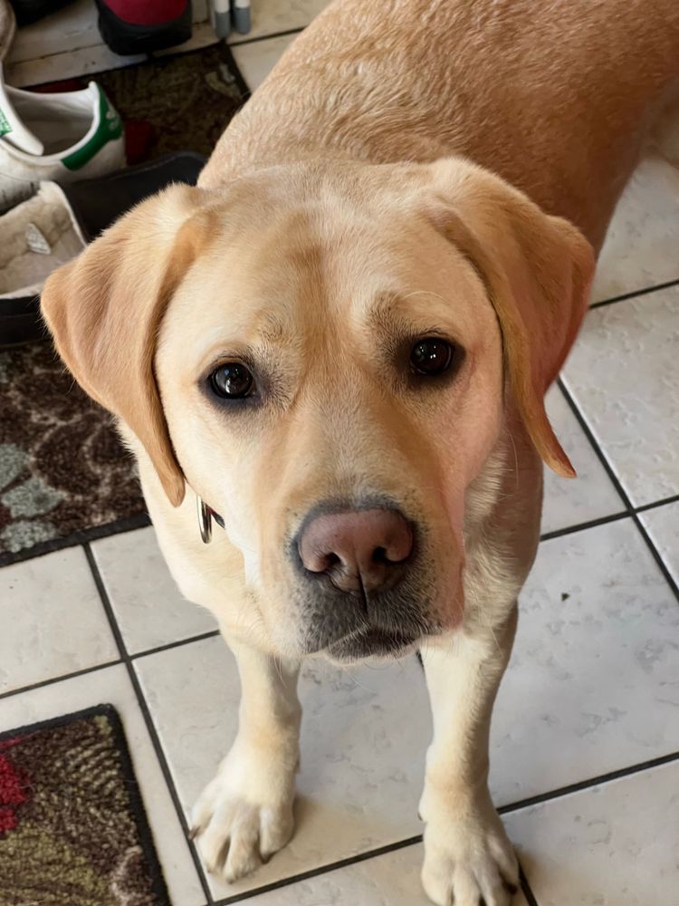 yellow labrador retriever staring at the camera