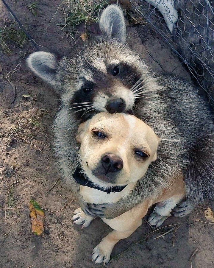 Raccoon hugging a dog 