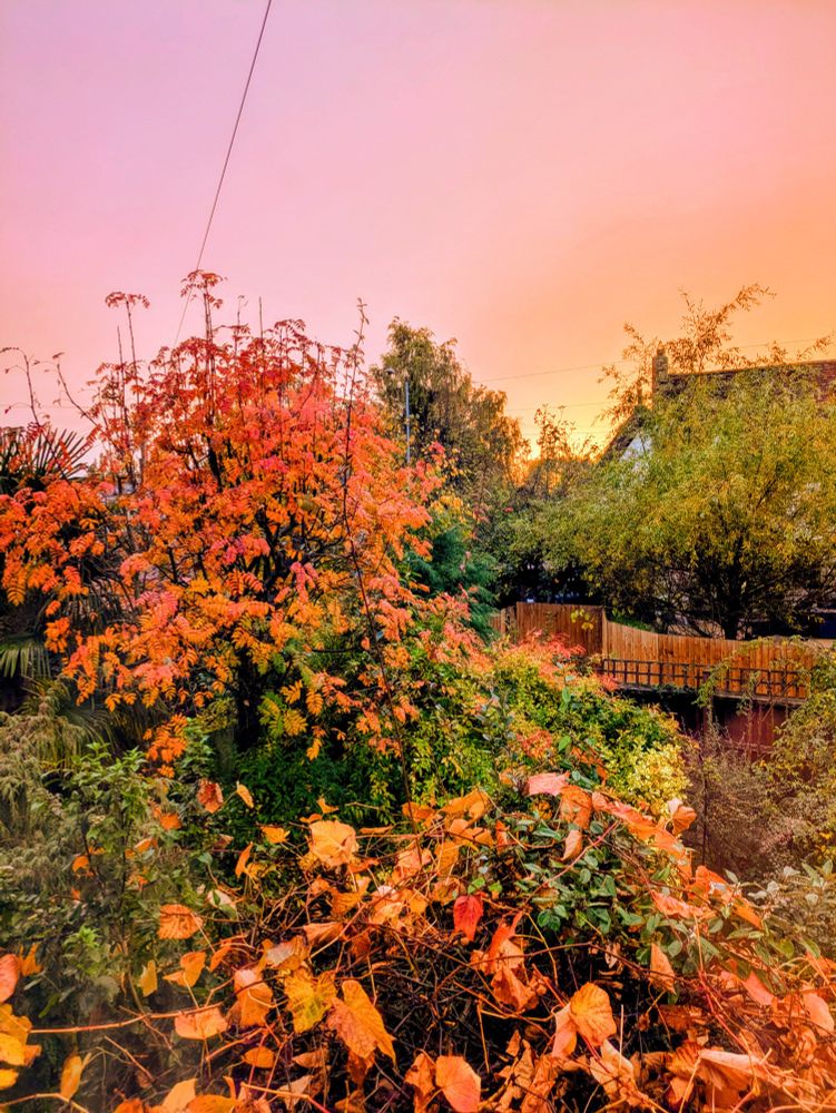 A photograph of a pink and yellow sunset and a mass of foliage, mostly orange and red, but with a few green leaves visible. In the background rooftops and fencing are visible.