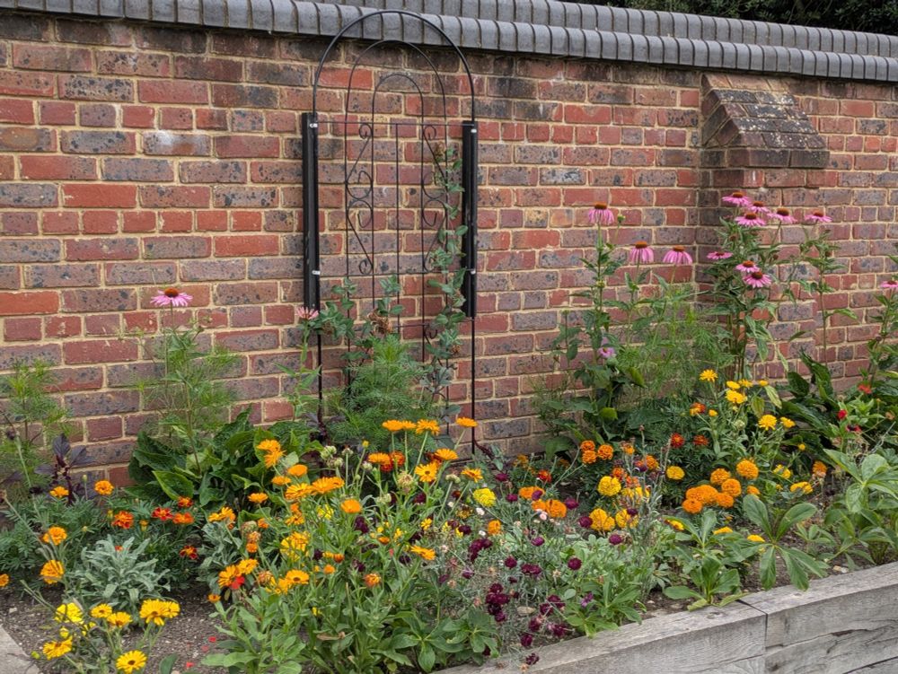 A red brick wall with grey coping along the top. In front of it is a raised flower bed held in by wooden sleepers. The bed is full of echinacea, orange and yellow marigolds and red cornflowers. A black iron trellis is in the middle of the bed, attached to the wall