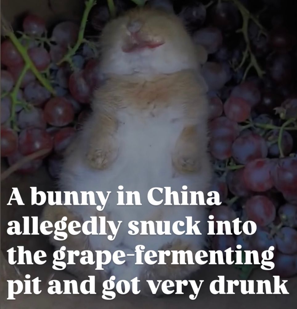 A bunny in China allegedly snuck into the grape fermenting pit and got very drunk