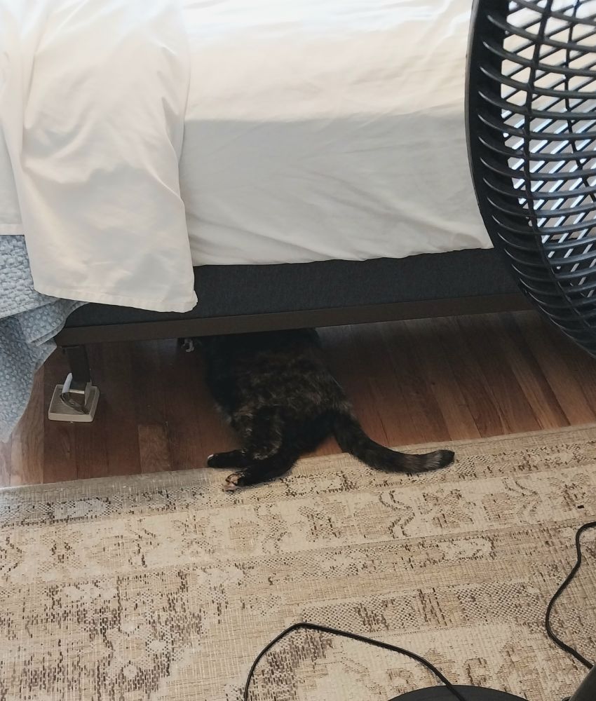 Cat hiding only its front half under a bed.