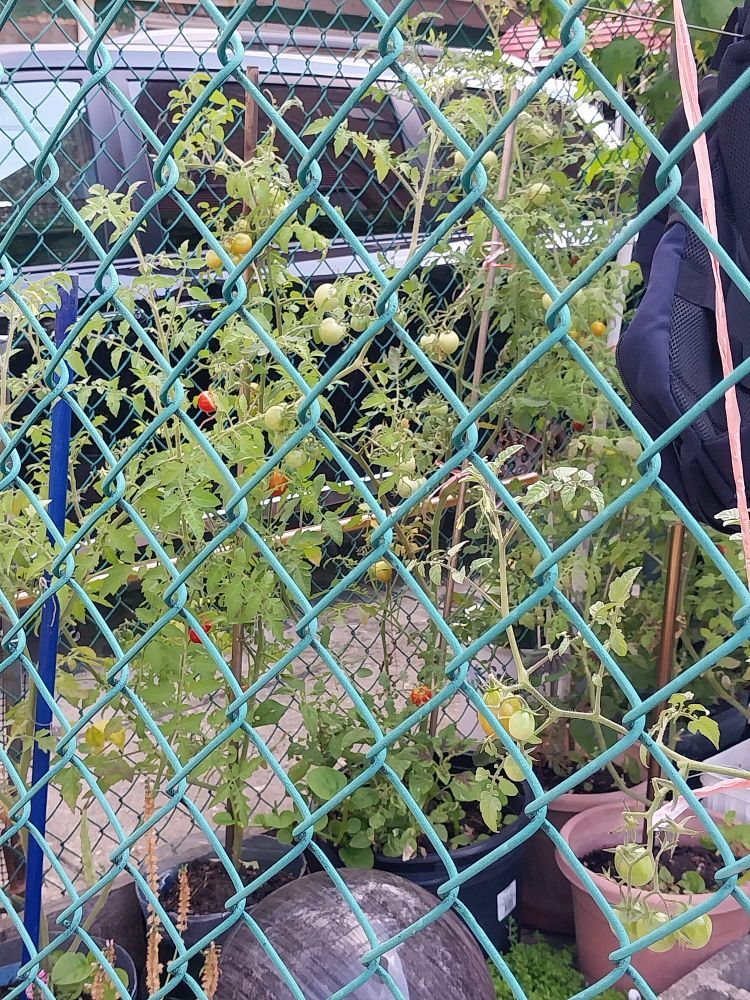 Photo of small green tomatoes on the vine in an urban front yard.