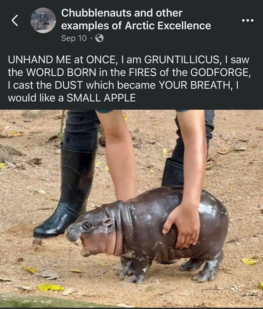 A picture of a baby hippo yelling while standing on dirt and being loosely held by a POC of indeterminate gender. The memetic caption reads "UNHAND ME at ONCE, I am GRUNTILLICUS, I saw the WORLD BORN in the FIRES of the GODFORGE , I cast the DUST which became YOUR BREATH, I would like a SMALL APPLE"