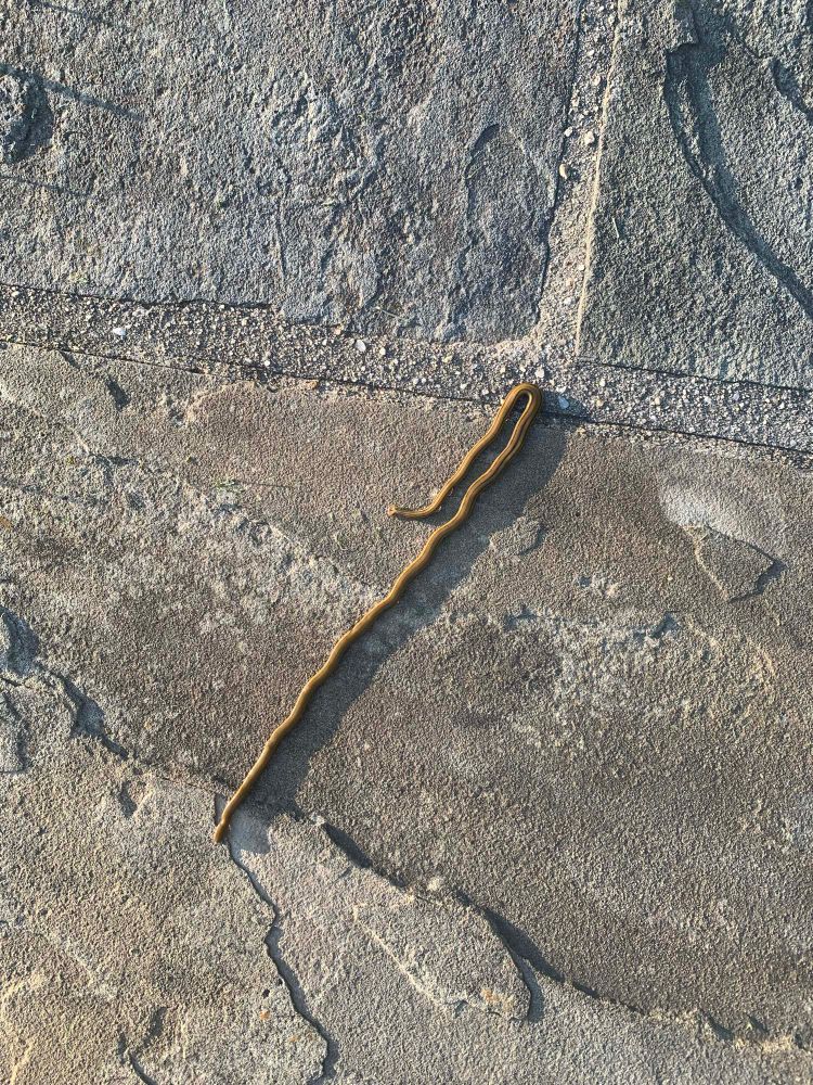 Hammerhead worm