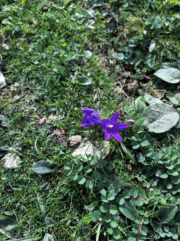 Clustered Bellflower - two purple flowers