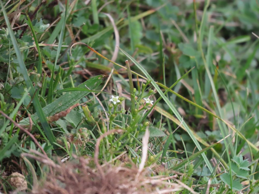 Bastard Toadflax - tiny white flowers