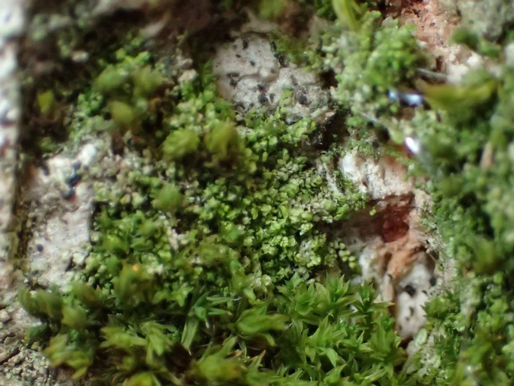 Microcoleopsis minutissima, a tiny green bryotphyte. More information here: https://www.britishbryologicalsociety.org.uk/learning/species-finder/myriocoleopsis-minutissima/