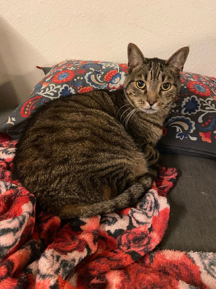 Ser Pouncealot, a large brown tabby, lounging on a charcoal couch atop a fleece blanket decorated with roses. He is leaning against a matching throw pillow embroidered with a red, blue, and white paisley design.