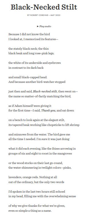 Black-Necked Stilt
By Robert Cording•May 2025

Because I did not know the bird
I looked at, I memorized its features—

the stately black neck; the thin
black beak and long rose-pink legs;

the white of its underside and eyebrows
in contrast to its dark back

and small black-capped head.
And because another bird-watcher stopped

just then and said, Black-necked stilt, then went on—
the name so matter-of-factly matching the bird,

as if Adam himself were giving it
for the first time—I said, Thank you, and sat down

on a bench to look again at the elegant stilt,
its tapered beak working like chopsticks to lift shrimp

and minnows from the water. The bird gave me
all the time I needed. I’m sure it was just doing

what it did each evening, like the ibises arrowing in
groups of six and eight to roost in the mangroves

or the wood storks on their last go-round,
the water shimmering in twilight colors—pinks,

lavenders, orange reds. Nothing at all
out of the ordinary, but the only two words

I’d spoken in the last two hours still echoed
in my head, filling me with the overwhelming sense

of why we give thanks for what we’re given,
even so simple a thing as a name.