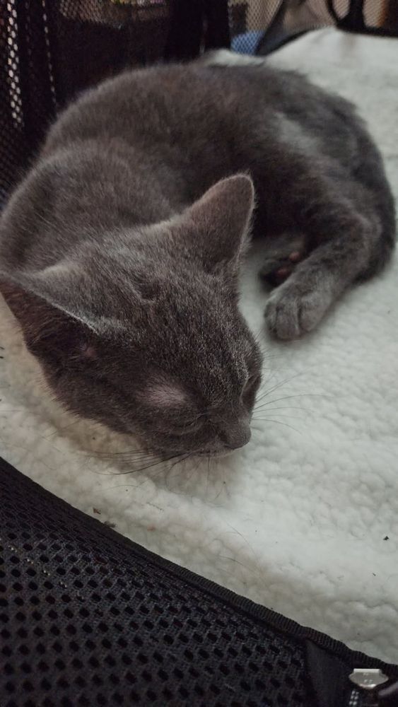 A kitten who is napping SKXLVNEIDKFOD THE CUTE IS TOO MUCH 