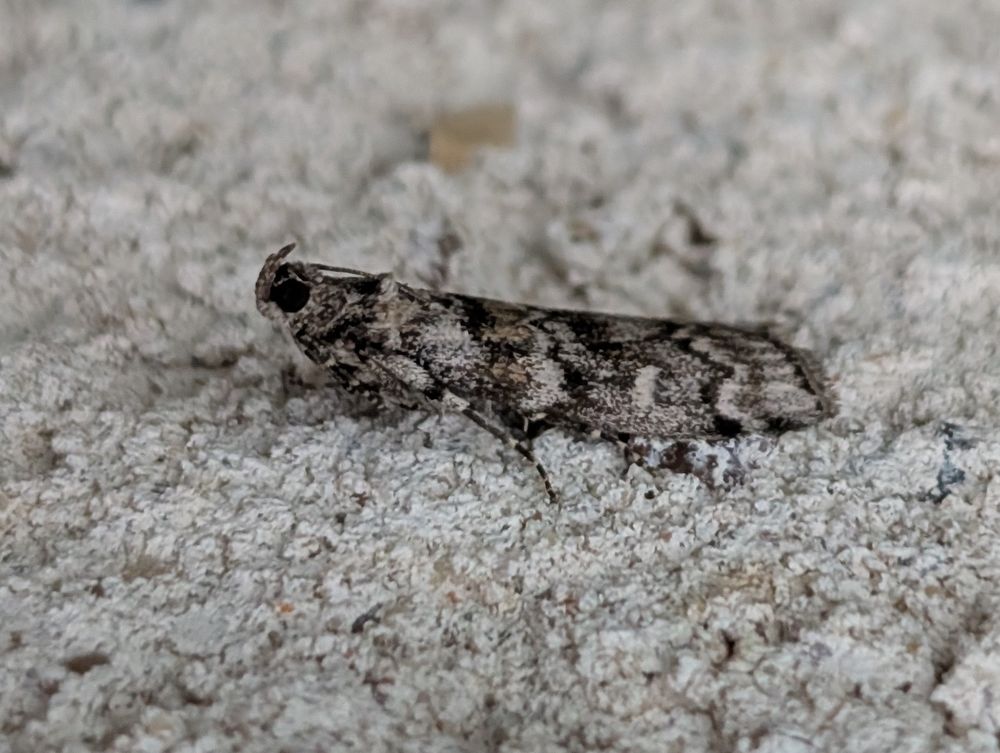 Dioryctria abietella (Pine Knot-horn)