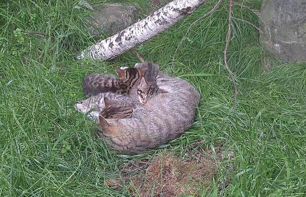A mother wildcat lovingly curls around her three kittens on lush green grass, with tree branches and a stone nearby. The scene is peaceful and nurturing.