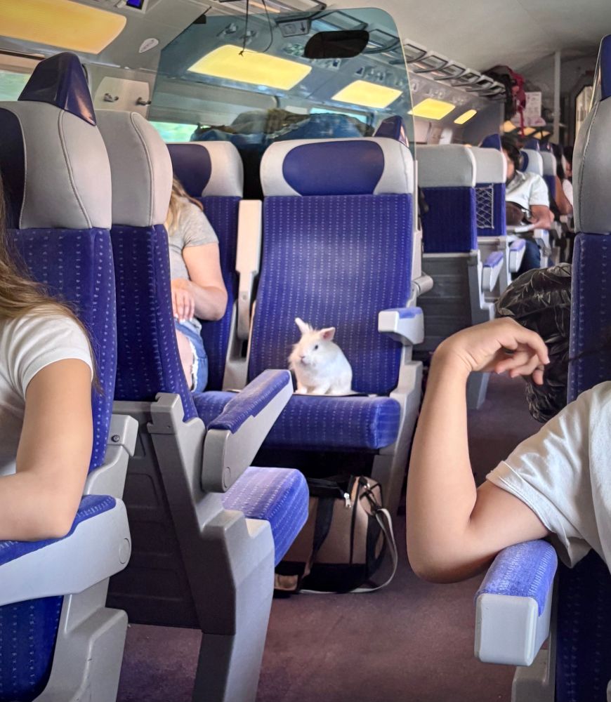 A fluffy white bunny looking content on his own blue velour train seat 
