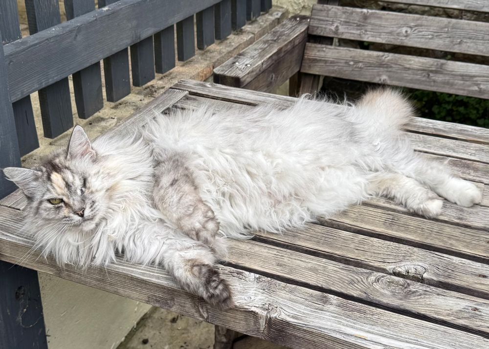 Our one-eyed, grey Maine Coon cat