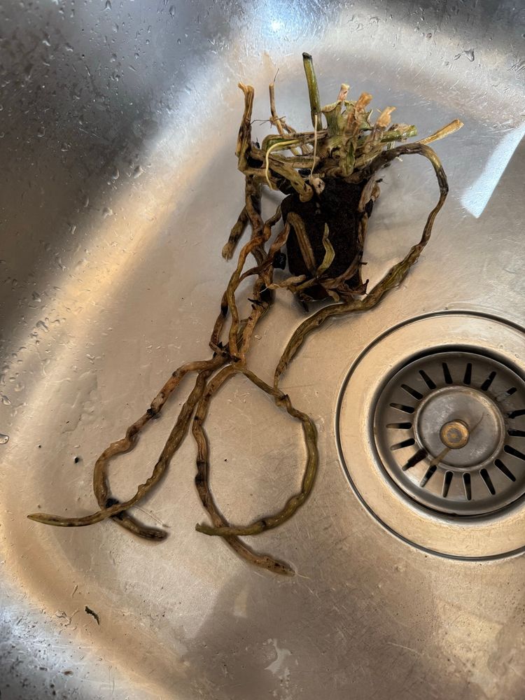 A poly orchid in a sink